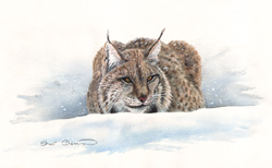 Winter Prowl